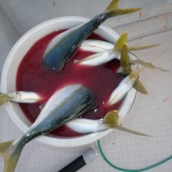 Aquanaut（アクアノート） 釣果