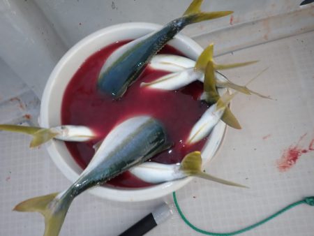 Aquanaut（アクアノート） 釣果