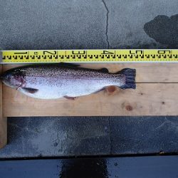 志高湖フィッシング 釣果