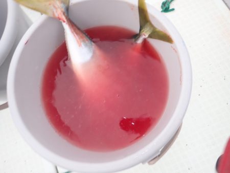 Aquanaut（アクアノート） 釣果