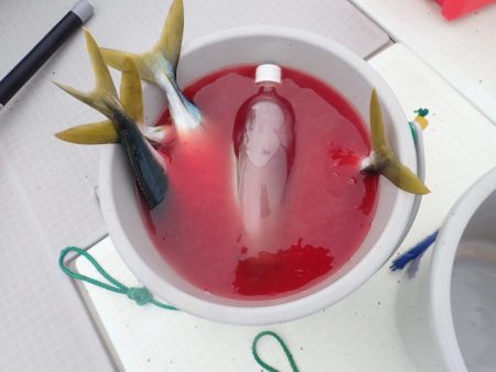 Aquanaut（アクアノート） 釣果