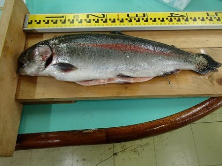 志高湖フィッシング 釣果