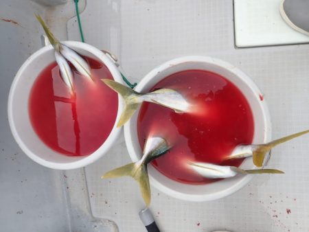 Aquanaut(アクアノート) 釣果