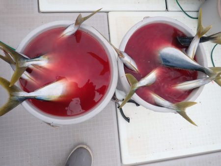 Aquanaut(アクアノート) 釣果