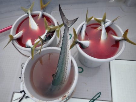 Aquanaut(アクアノート) 釣果