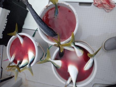 Aquanaut(アクアノート) 釣果