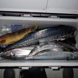 Aquanaut(アクアノート) 釣果