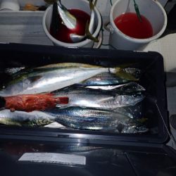 Aquanaut(アクアノート) 釣果