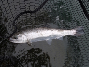 朝霞ガーデン 釣果