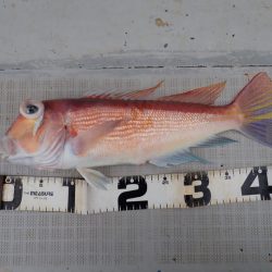 Aquanaut(アクアノート) 釣果