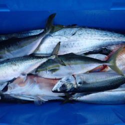 Aquanaut(アクアノート) 釣果