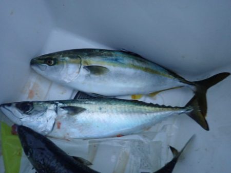 Aquanaut(アクアノート) 釣果