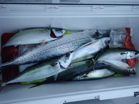 Aquanaut(アクアノート) 釣果