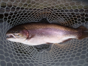 朝霞ガーデン 釣果