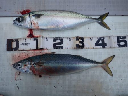 Aquanaut（アクアノート） 釣果