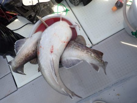 Aquanaut(アクアノート) 釣果