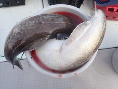 Aquanaut(アクアノート) 釣果