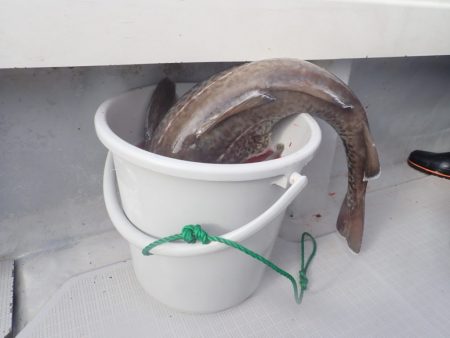 Aquanaut(アクアノート) 釣果