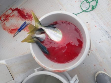 Aquanaut(アクアノート) 釣果