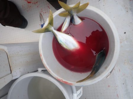 Aquanaut(アクアノート) 釣果