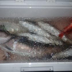 Aquanaut(アクアノート) 釣果