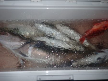 Aquanaut(アクアノート) 釣果