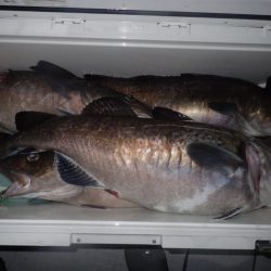 Aquanaut(アクアノート) 釣果