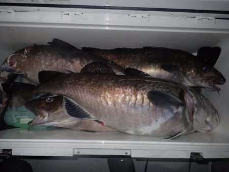 Aquanaut(アクアノート) 釣果