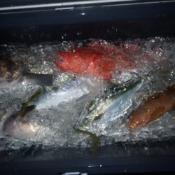 Aquanaut(アクアノート) 釣果