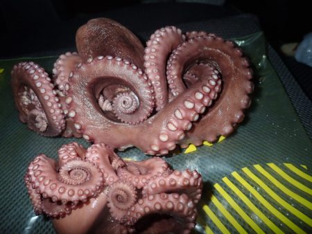 Aquanaut(アクアノート) 釣果