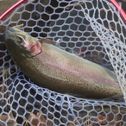 志高湖フィッシング 釣果