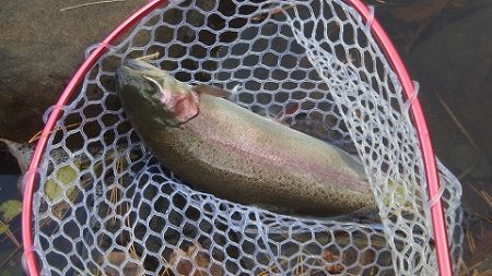 志高湖フィッシング 釣果