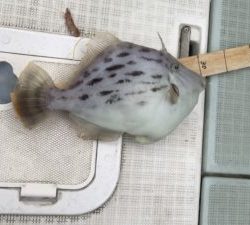 さぶろう丸 釣果