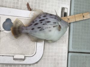 さぶろう丸 釣果