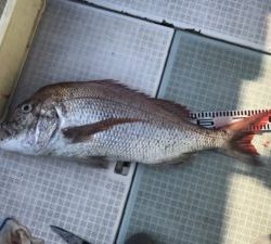 さぶろう丸 釣果