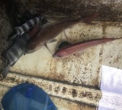 さぶろう丸 釣果