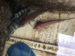 さぶろう丸 釣果