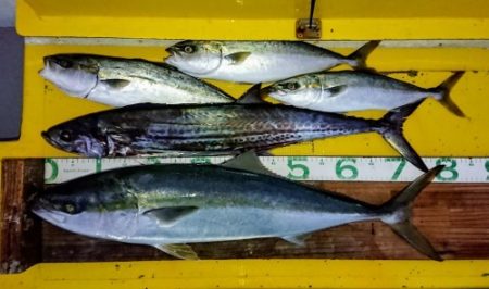 火遠理丸（ほおりまる） 釣果