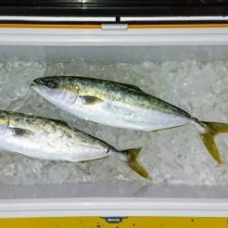 火遠理丸(ほおりまる) 釣果