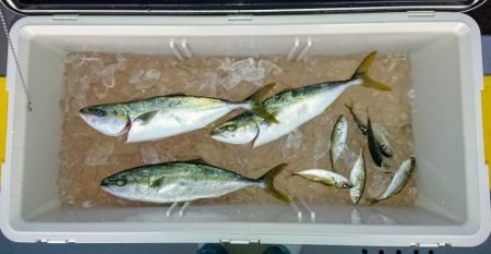 火遠理丸(ほおりまる) 釣果