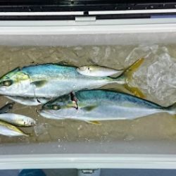 火遠理丸(ほおりまる) 釣果