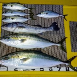 火遠理丸(ほおりまる) 釣果