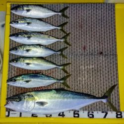 火遠理丸(ほおりまる) 釣果