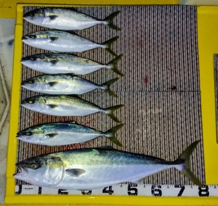 火遠理丸(ほおりまる) 釣果