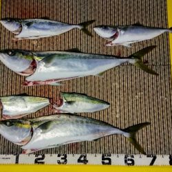 火遠理丸(ほおりまる) 釣果