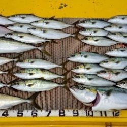 火遠理丸(ほおりまる) 釣果