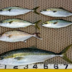 火遠理丸(ほおりまる) 釣果