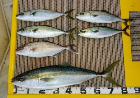 火遠理丸(ほおりまる) 釣果