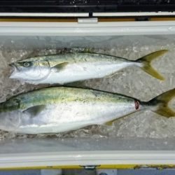 火遠理丸(ほおりまる) 釣果