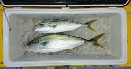 火遠理丸（ほおりまる） 釣果